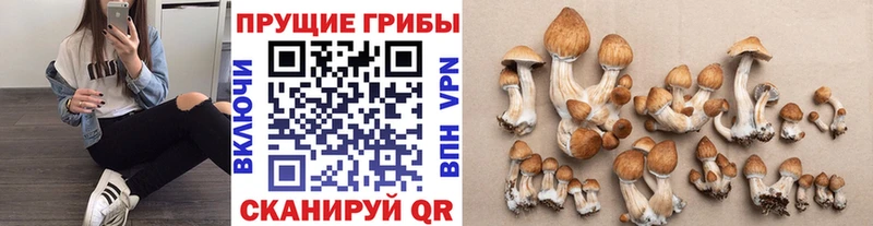 даркнет сайт Кологрив Галлюциногенные грибы Psilocybine cubensis